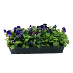 TRUFFAUT - Viola cornuta : barquette de 10 plants - Coloris variables