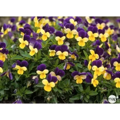 TRUFFAUT - Viola cornuta : barquette de 10 plants - Coloris variables