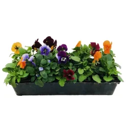 TRUFFAUT - Viola cornuta : barquette de 10 plants - Coloris variables