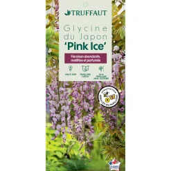 TRUFFAUT - Wisteria floribunda Pink Ice : ctr de 3 litres