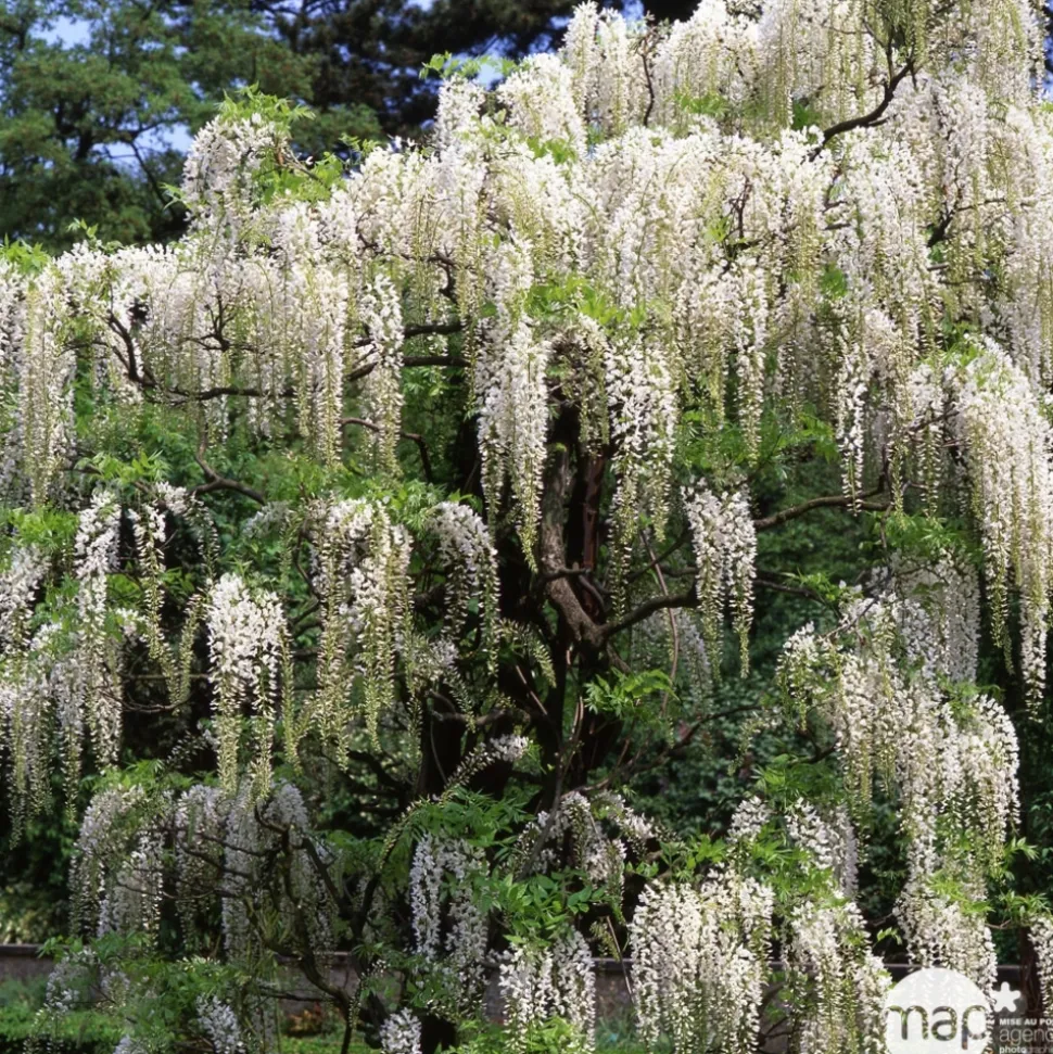 TRUFFAUT - Wisteria floribunda Alba : ctr de 3 litres