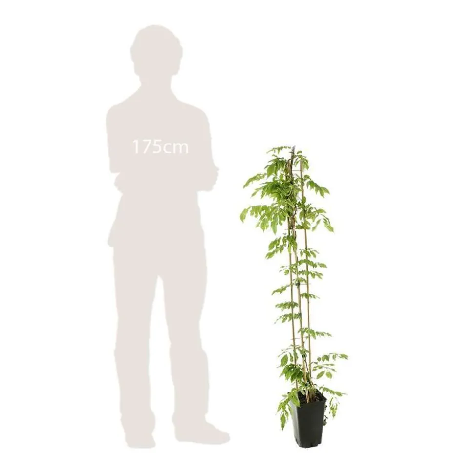 TRUFFAUT - Wisteria floribunda Alba : ctr de 3 litres