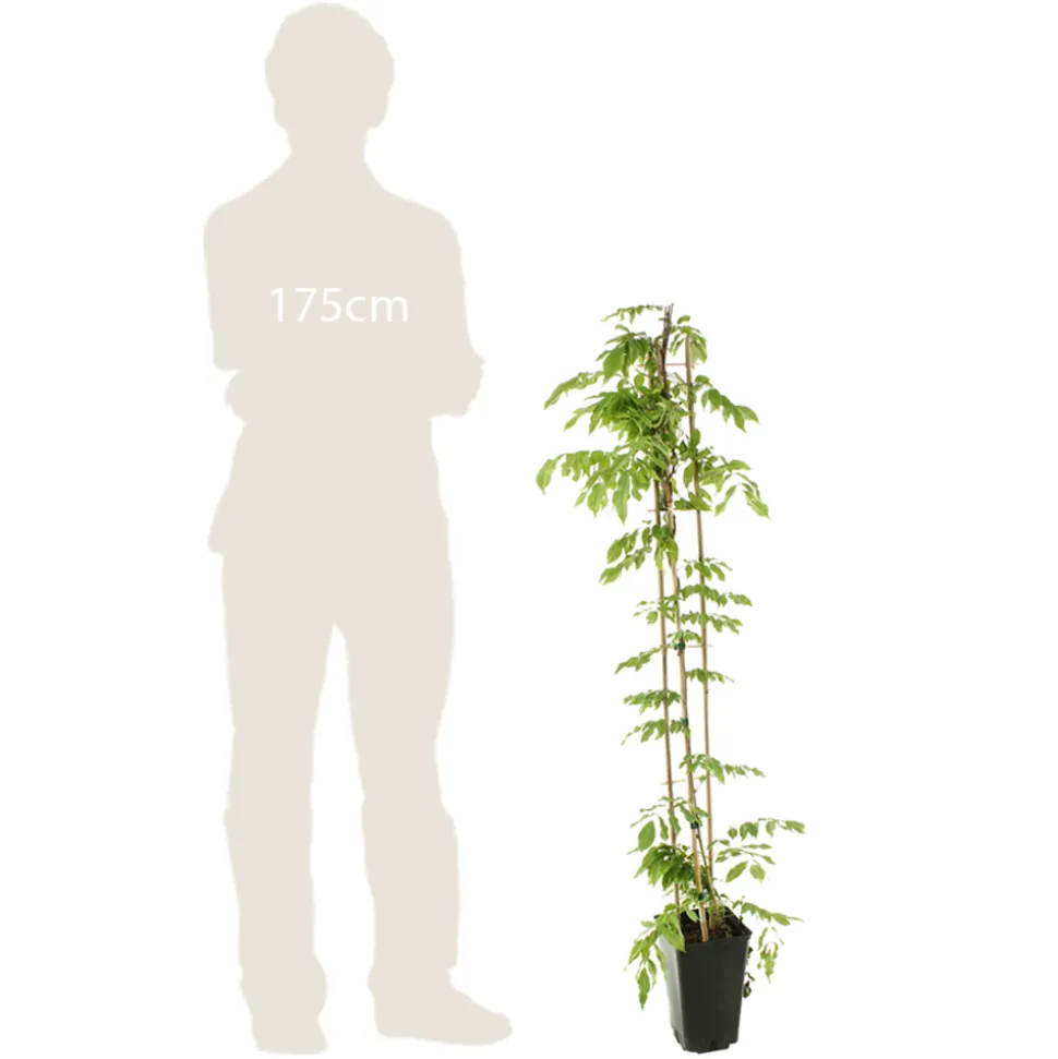 TRUFFAUT - Wisteria sinensis, pot 3 litres