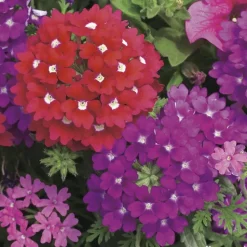 Verveine de bouture : pot couleur Ø 19 cm