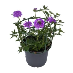 Verveine de bouture : pot couleur Ø 19 cm