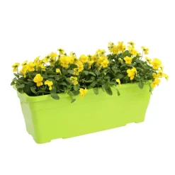 Viola cornuta en jardinière 40cm - Coloris variables