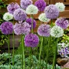 WILLEMSE FRANCE - 10 alliums d'ornements en mélange - le sachet de 10 bulbes / circonférence 12cm+, vendu par lot de 6