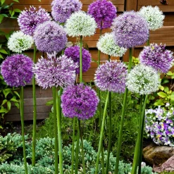 WILLEMSE FRANCE - 10 alliums d'ornements en mélange - le sachet de 10 bulbes / circonférence 12cm+, vendu par lot de 6