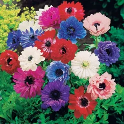 WILLEMSE FRANCE - 30 anémones sainte brigitte en mélange - le sachet de 30 bulbes / circonférence 4-5cm, vendu par lot de 2