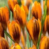 WILLEMSE FRANCE - 15 crocus orange - le sachet de 15 bulbes / circonférence 5-7cm, vendu par lot de 6