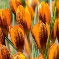WILLEMSE FRANCE - 15 crocus orange - le sachet de 15 bulbes / circonférence 5-7cm, vendu par lot de 6
