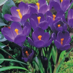 WILLEMSE FRANCE - 15 crocus flower record - le sachet de 15 bulbes / circonférence 7-8cm, vendu par lot de 4