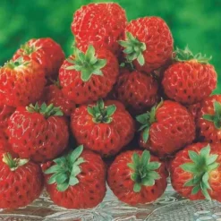 WILLEMSE FRANCE - 2 fraisiers framberry ® - les 2 pots / 7cm / hauteur livrée environ 9cm, vendu par lot de 2