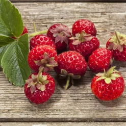 WILLEMSE FRANCE - 2 fraisiers framberry ® - les 2 pots / 7cm / hauteur livrée environ 9cm