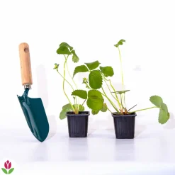 WILLEMSE FRANCE - 2 fraisiers pineberry white dream ® - les 2 pots / 7cm / hauteur livrée environ 9cm