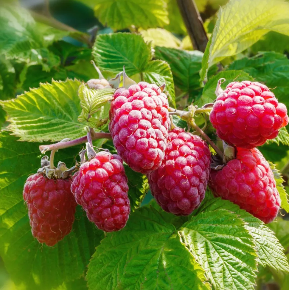 WILLEMSE FRANCE - 2 framboisiers remontants versailles - le paquet de 2 racines nues