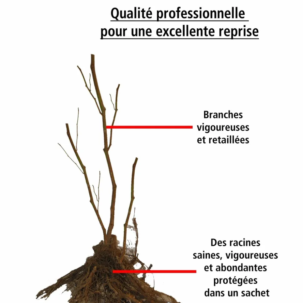 WILLEMSE FRANCE - 2 framboisiers remontants versailles - le paquet de 2 racines nues