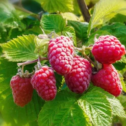 WILLEMSE FRANCE - 2 framboisiers remontants versailles - le paquet de 2 racines nues, vendu par lot de 2