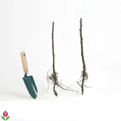 WILLEMSE FRANCE - 2 framboisiers remontants versailles - le paquet de 2 racines nues, vendu par lot de 2