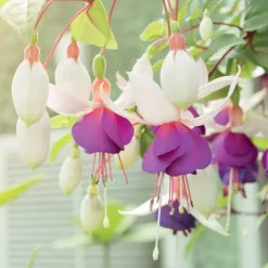 WILLEMSE FRANCE - 3 fuchsias résistants au gel blue sarah - les 3 pots / ø 9cm
