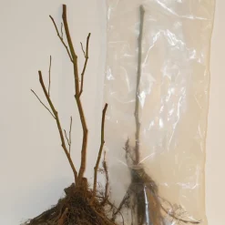 WILLEMSE FRANCE - 2 groseilliers blanka - le paquet de 2 racines nues / 3-5 branches / hauteur livrée 30-40cm