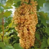 WILLEMSE FRANCE - 2 groseilliers blanka - le paquet de 2 racines nues / 5-7 branches / hauteur livrée 30-40cm