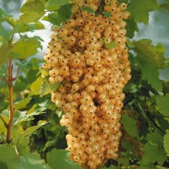 WILLEMSE FRANCE - 2 groseilliers blanka - le paquet de 2 racines nues / 5-7 branches / hauteur livrée 30-40cm