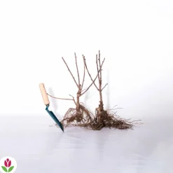 WILLEMSE FRANCE - 2 groseilliers blanka - le paquet de 2 racines nues / 5-7 branches / hauteur livrée 30-40cm