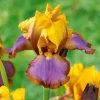 WILLEMSE FRANCE - 2 iris de jardin lasso marron - le paquet de 2 racines nues, vendu par lot de 2