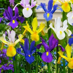 WILLEMSE FRANCE - 50 iris de hollande en mélange - le sachet de 50 bulbes / circonférence 6-7cm, vendu par lot de 2