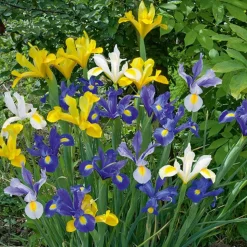 WILLEMSE FRANCE - 50 iris de hollande en mélange - le sachet de 50 bulbes / circonférence 6-7cm, vendu par lot de 2