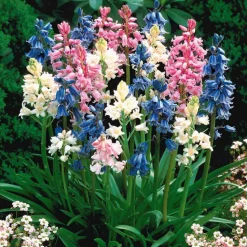 WILLEMSE FRANCE - 5 jacinthes des bois en mélange - le sachet de 5 bulbes / circonférence 8cm+, vendu par lot de 2