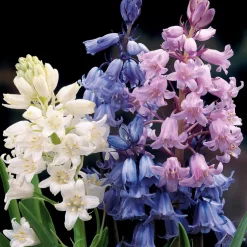 WILLEMSE FRANCE - 5 jacinthes des bois en mélange - le sachet de 5 bulbes / circonférence 8cm+, vendu par lot de 4