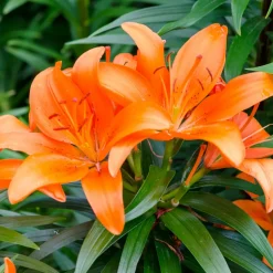 WILLEMSE FRANCE - 3 lis orange - le sachet de 3 bulbes / circonférence 12-14cm, vendu par lot de 4