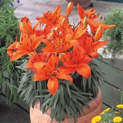 WILLEMSE FRANCE - 3 lis orange - le sachet de 3 bulbes / circonférence 12-14cm, vendu par lot de 4