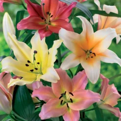 WILLEMSE FRANCE - 4 lis ot en mélange - le sachet de 4 bulbes / circonférence 12-14cm, vendu par lot de 2