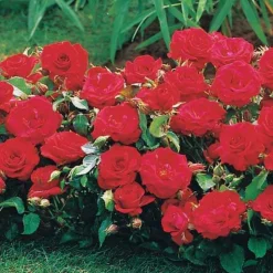 WILLEMSE FRANCE - 3 mini-rosiers randilla rouge - le paquet de 3 racines nues / 3+ branches