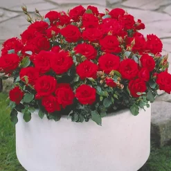 WILLEMSE FRANCE - 3 mini-rosiers randilla rouge - le paquet de 3 racines nues / 3+ branches