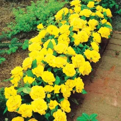 WILLEMSE FRANCE - 3 mini-rosiers randilla jaune - le paquet de 3 racines nues / 3+ branches