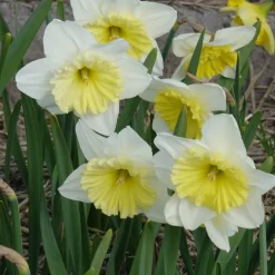 WILLEMSE FRANCE - 5 narcisses à grande couronne ice follies - le sachet de 5 bulbes / circonférence 14-16cm, vendu par lot de 2