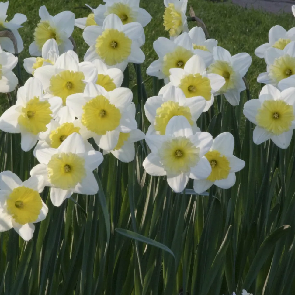 WILLEMSE FRANCE - 5 narcisses à grande couronne ice follies - le sachet de 5 bulbes / circonférence 14-16cm, vendu par lot de 2