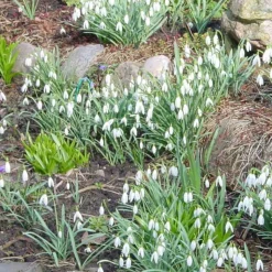 WILLEMSE FRANCE - 25 perce-neige simples - le sachet de 25 bulbes / circonférence 4-5cm, vendu par lot de 4