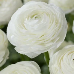 WILLEMSE FRANCE - 10 renoncules blanches - le sachet de 10 bulbes / circonférence 6-7cm., vendu par lot de 2