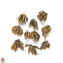 WILLEMSE FRANCE - 10 renoncules blanches - le sachet de 10 bulbes / circonférence 6-7cm., vendu par lot de 2