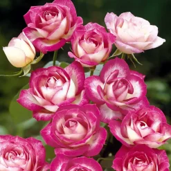 WILLEMSE FRANCE - 3 rosiers à massif la minuette - le paquet de 3 racines nues / 3 branches