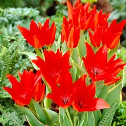 WILLEMSE FRANCE - 10 tulipe praestans bloemenlust - le sachet de 10 bulbes / circonférence 10-11cm, vendu par lot de 4