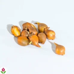 WILLEMSE FRANCE - 10 tulipes botaniques tarda - le sachet de 10 bulbes / circonférence 6cm+, vendu par lot de 4
