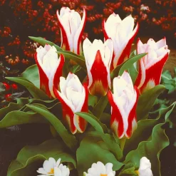 WILLEMSE FRANCE - 10 tulipes botaniques the first - le sachet de 10 bulbes / circonférence 11-12cm, vendu par lot de 4