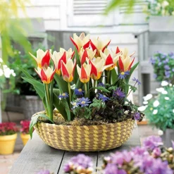 WILLEMSE FRANCE - 10 tulipes botaniques the first - le sachet de 10 bulbes / circonférence 11-12cm, vendu par lot de 4