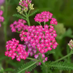 WILLEMSE FRANCE - Achillée millefeuille cerise queen - le pot / ø 9cm, vendu par lot de 2